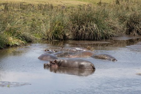 Photo for A bloat of hippopotami in a natural pond in Ngorongoro crater, Tanzania, on a sunny day. - Royalty Free Image