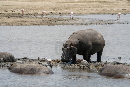 Photo for Hippopotami and ibises in lake Magadi, Ngorongoro crater, Tanzania. - Royalty Free Image