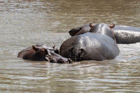 Photo for Three hippopotami in a natural pond in the Serengeti nature reserve, Tanzania. - Royalty Free Image