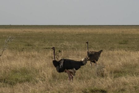 Téléchargez les photos : A couple of ostriches in a dry field in the african savanna in Tanzania. - en image libre de droit