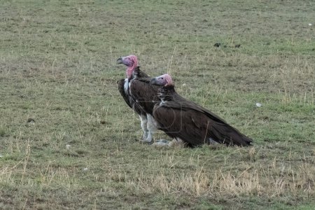 Téléchargez les photos : Two lappet faced vultures standing in a field in the african savanna in Tanzania. - en image libre de droit