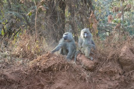 Téléchargez les photos : A pair of baboons sitting in a wooded area on a roadside in Tanzania at dusk. - en image libre de droit