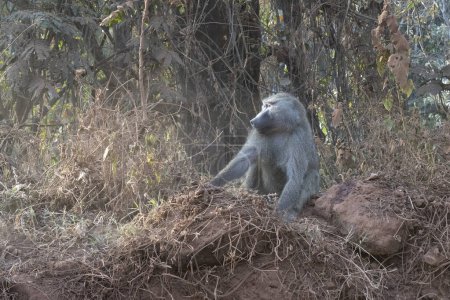 Téléchargez les photos : A male baboon sitting in a wooded area on a roadside in Tanzania at dusk. - en image libre de droit