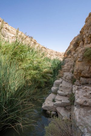 Photo for Reeds grow by the water on the bottom of the Prat brook canyon in the arid Judea desert,Israel. - Royalty Free Image