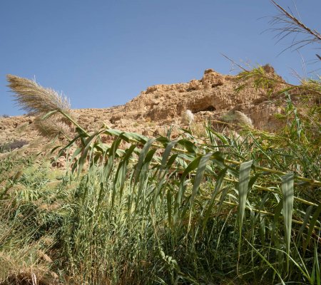 Photo for Reeds by the Prat brook, Israel, and natural caves in the cliffs above it. - Royalty Free Image