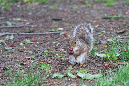 Photo for A squirrel eating red berries on the ground in central park, New York city. - Royalty Free Image