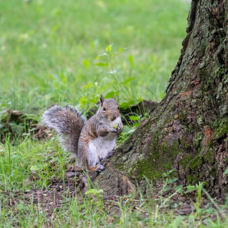 Photo for A squirrel eating a grape on the grass near a trunk of a tree in central park, New York city. - Royalty Free Image