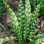 A Rattlesnake plant (Goeppertia insignis) , with its distinct pale green leaves, marked with dark blotches, growing in a house garden.