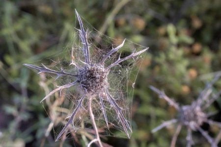 Téléchargez les photos : Une fleur de buisson épineuse sèche, couverte de toiles d'araignée, dans un champ en jachère en Israël. - en image libre de droit