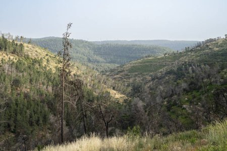 A landscape of the woodland in the Judea mountains, near Jerusalem, Israel, on a hazy summer morning.