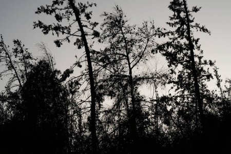 Téléchargez les photos : Une silhouette d'une forêt de sapins, certains de ses arbres brûlés sur un feu de forêt, par une journée d'hiver couvert. - en image libre de droit