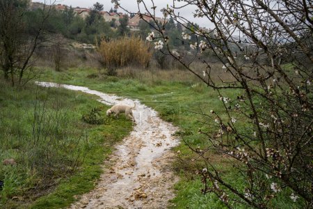 A dog on a footpath flooded by rain, in a fallow field near Jerusalem, Israel, on an overcast winter day.