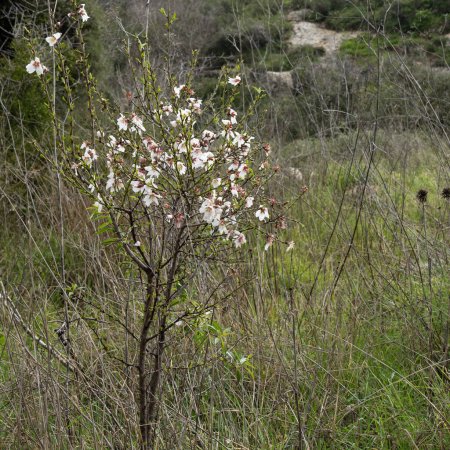 Ein junger Mandelbaum in voller Blüte auf einem brachliegenden Feld in den Judäa-Bergen in der Nähe von Jerusalem, Israel.