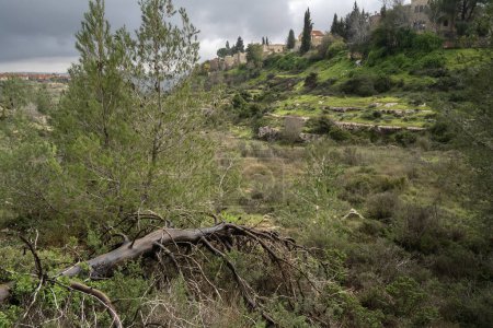 Un árbol quemado caído en un bosque de pinos en las montañas de Judea cerca de Jerusalén, Israel.