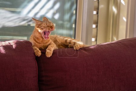A ginger tabby cat, sitting and yawning on the backrest of a crimson colored sofa, enjoying the sunlight coming in through the window shutters.