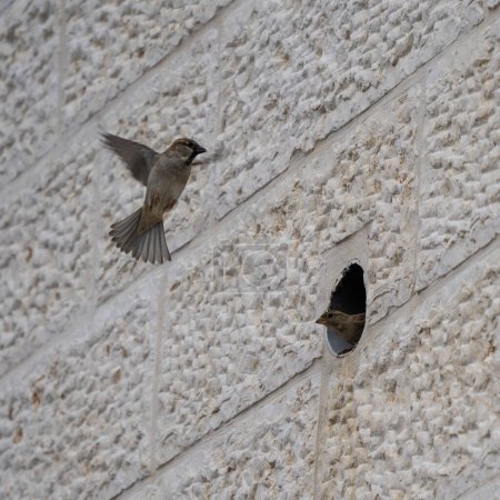 A mature male house sparrow flying toward the entrance to its nest, located in a hole in a stone wall, where a fledgling awaits him.