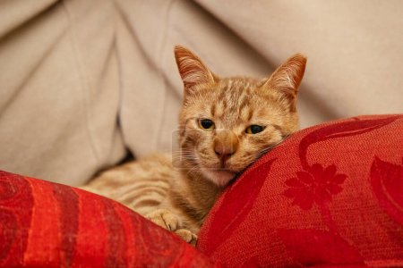 A portrait of a ginger tabby cat, resting on red pillows on a sofa.
