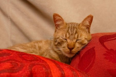 A ginger tabby cat, sleeping on some red pillows on a sofa.