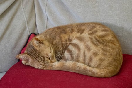 Eine Ingwer-Tabby-Katze schläft zusammengerollt auf einem roten Kissen auf einem Sofa.