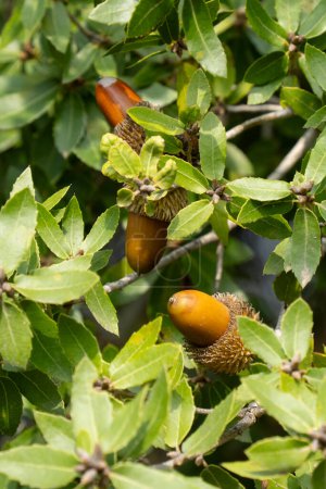 Acorns in the foliage of an oak tree in a mediterranean forest, on a sunny day