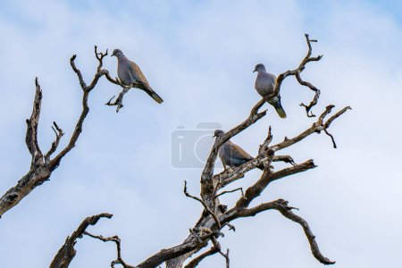 Trois colombes à collier eurasiennes reposant sur un arbre mort.