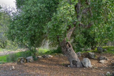 Eine große alte Eiche in einem mediterranen Wald in den Judäa-Bergen in der Nähe von Jerusalem, Israel.