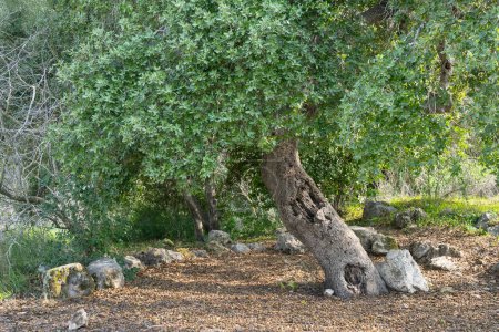 Eine große alte Eiche in einem mediterranen Wald in den Judäa-Bergen in der Nähe von Jerusalem, Israel.