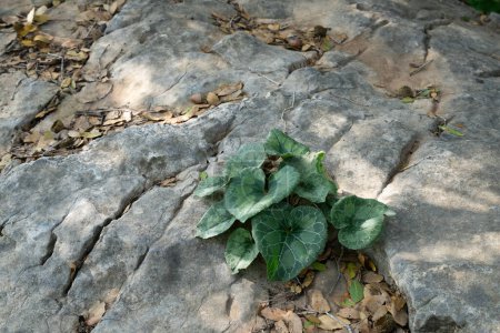 Cyclamen leaves growing on a rocky bed of a mediterranean forest in the Judea mountains, near Jerusalem, Israel.
