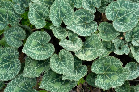 Heart shaped cyclamen leaves, growing on a mediterranean forest bed.