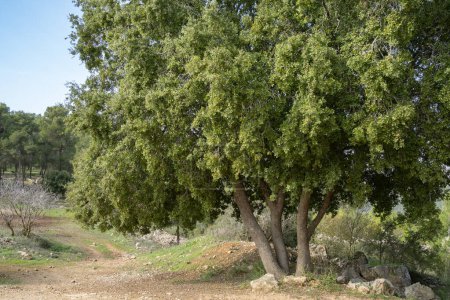 Eine große gealterte Eiche in einem mediterranen Wald in den Judäa-Bergen in der Nähe von Jerusalem, Israel.