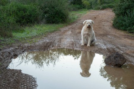 A mixed breed dog reflected in a rain water puddle on a forest path on a winter morning.