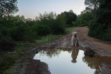 A mixed breed dog reflected in a rain water puddle on a forest path on a winter morning.