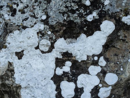 Weiße und graue Flechten auf Felsen, die verschiedene abstrakte Formen bilden.