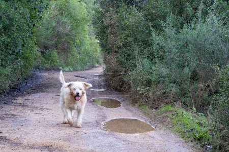 A half breed dog walking on a muddy forest path in the Judea mountains, Israel.