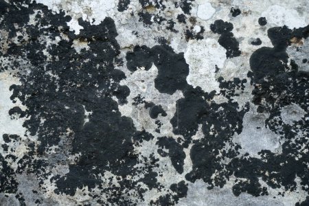 White and black lichens on rock, forming various abstract forms.