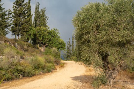 Ein Pfad in einem mediterranen Waldgebiet mit Eichen, Zypressen und Olivenbäumen in den Judäa-Bergen in der Nähe von Jerusalem, Israel.