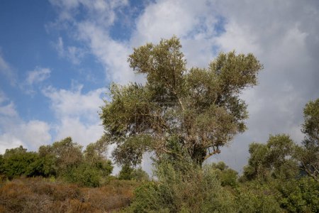An olive tree in a dry field on a sunny summer day.