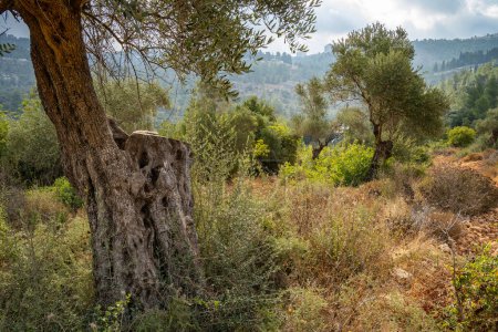Olivenbäume an den Hängen des Judäa-Gebirges, nahe Jerusalem, Israel.