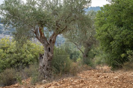 Olivenbäume wachsen auf einer landwirtschaftlichen Terrasse an den Hängen des Judäa-Gebirges in der Nähe von Jerusalem, Israel, zwischen Eichen und anderen Pflanzen eines mediterranen Waldes.