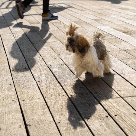 Photo for A Shitzu dog on a wooden deck on a street on a sunny day, as the harsh sunlight casts dark shadows. - Royalty Free Image