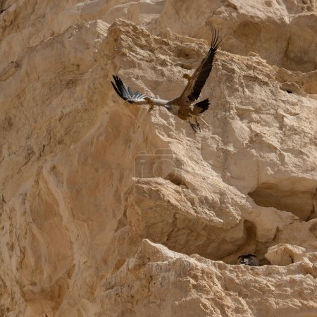 Un par de buitres Grifones Eurasiáticos en el arroyo Ovdat, Israel, uno de ellos volando fuera de su nido, mientras el otro permanece en él.