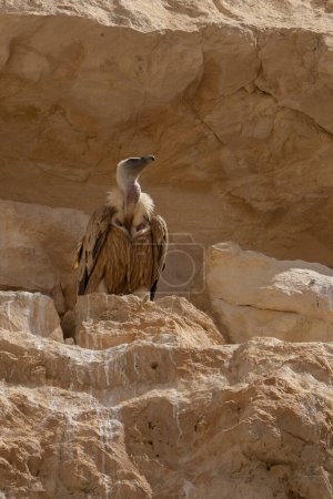 A Eurasian Griffon vulture on a cliff near its nest above Ovdat brook, in the Negev desert, Israel