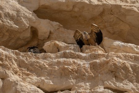 A pair of Eurasian Griffon vultures on a cliff near their nest above Ovdat brook, in the Negev desert, Israel. One of them preparing to take flight.