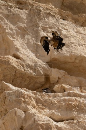 A pair of Eurasian Griffon vultures in Ovdat brook, Israel, one of them flying out of their nest, as the other stays in it.