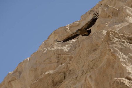 A Eurasian Griffon vulture at flight, soaring near cliffs in the Negev desert, Israel