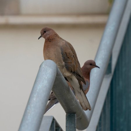 Un par de palomas de risa urbana de pie sobre una barandilla de metal