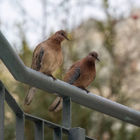 Ein Paar lachende städtische Tauben auf einem Metallgeländer