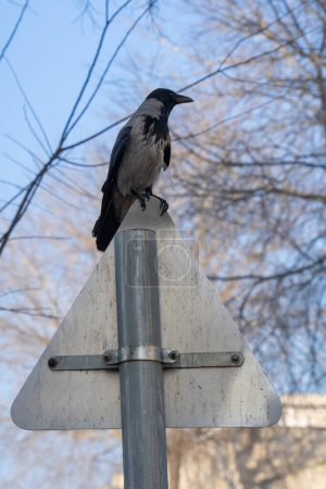Photo for An urban gray crow perched on a triangular traffic sign. - Royalty Free Image