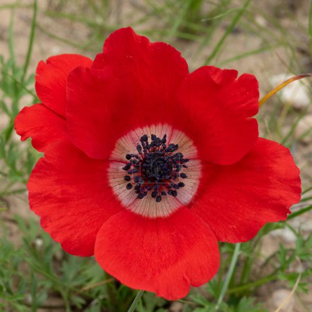 A top view of a red Anemone flower in a fallow field in southern Israel.