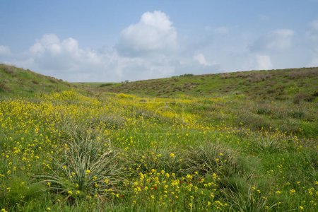 Un prado verde con abundantes flores de mostaza silvestre en un día de primavera parcialmente nublado en el sur de Israel.